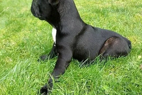 Buldog francuski suczka marengo, Lubuskie, Mycielin