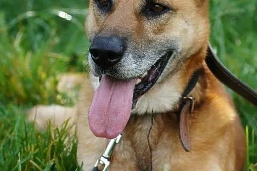Rex szuka domu !,  mazowieckie Warszawa