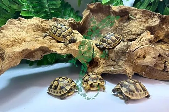 Żółw grecki żółwie greckie Gdańsk