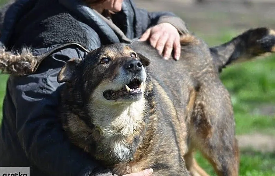 Dwa psiaki wpatrzone w człowieka jak w obrazek!, Małopolskie, Kraków