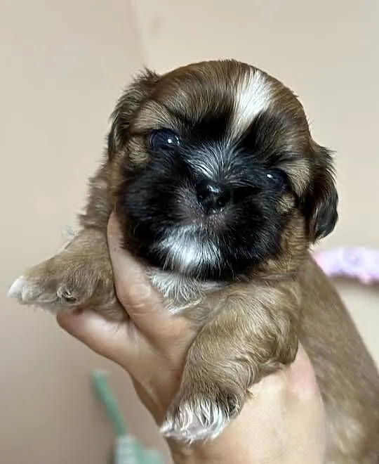 Shih tzu śliczne szczenięta, Lubelskie, Komarówka Podlaska