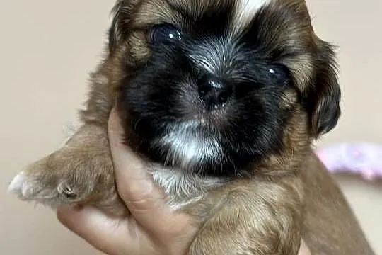 Shih tzu śliczne szczenięta, Lubelskie, Komarówka Podlaska