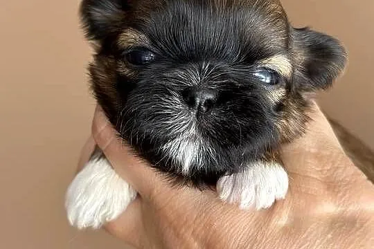 Shih tzu śliczne szczenięta, Lubelskie, Komarówka Podlaska