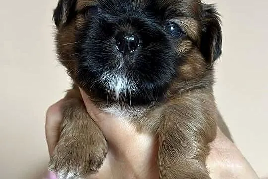 Shih tzu śliczne szczenięta, Lubelskie, Komarówka Podlaska