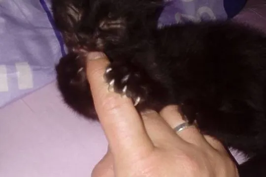Mały kociak Bączek szuka domu