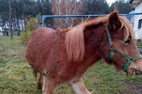 Sprzedam kuc kucyk kucyki ogierek