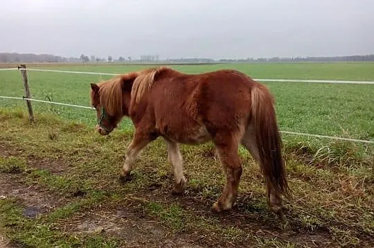 Sprzedam kuc kucyk kucyki ogierek