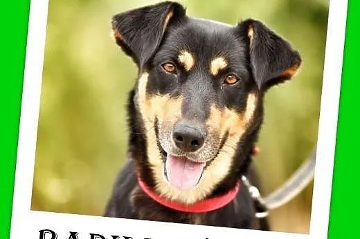 Mądra,rodzinna,wielkości owczarka,lagodna,zrównoważona suczka RADKA.Adopcja,  dolnośląskie Wrocław