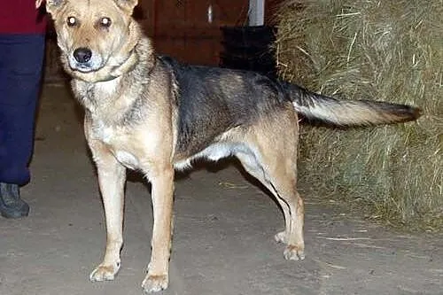 Charlie – czeka na dom i przyjaciela    