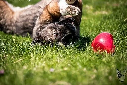 Pokochaj APSIKA - On tylko na Ciebie czeka :),  ma