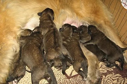 Leonberger, leonbergery szczenięta po Championach