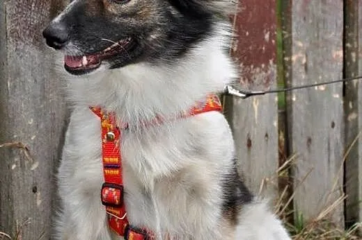 7 letnia Malinka. Dziewczyna jak malina szuka domu