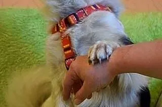 7 letnia Malinka. Dziewczyna jak malina szuka domu