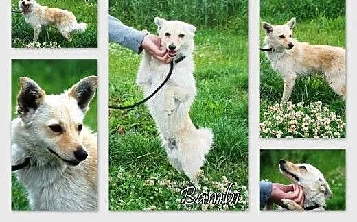Bambi, malutki, młodziutki psiak szczeniak 7 mcy A
