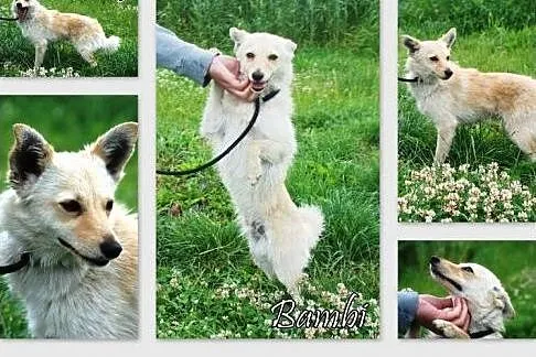 Bambi, malutki, młodziutki psiak szczeniak 7 mcy A