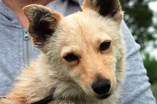 Bambi, malutki, młodziutki psiak szczeniak 7 mcy A