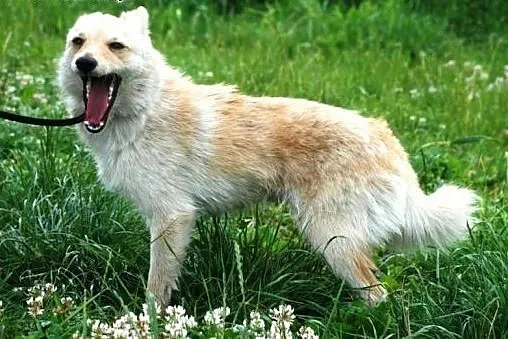 Bambi, malutki, młodziutki psiak szczeniak 7 mcy A