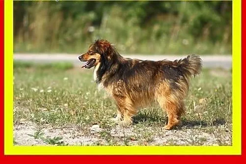 Lubi koty i dzieci,mały,tulaśny,wesoły,piesek KULEK,  małopolskie Kraków