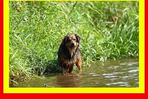 Lubi koty i dzieci,mały,tulaśny,wesoły,piesek KULE