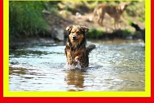 Lubi koty i dzieci,mały,tulaśny,wesoły,piesek KULE