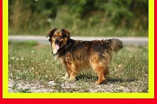 Lubi koty i dzieci,mały,tulaśny,wesoły,piesek KULE