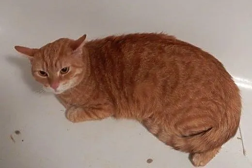 Rudy Garfield do adopcji!!!!,  łódzkie Łódź