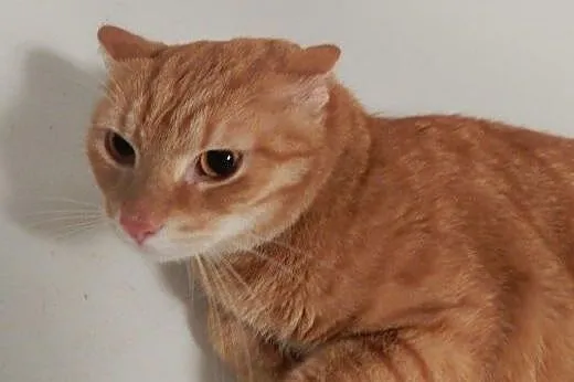 Rudy Garfield do adopcji!!!!,  łódzkie Łódź
