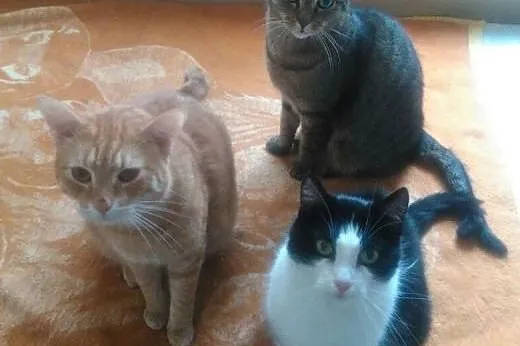 Rudy Garfield do adopcji!!!!,  łódzkie Łódź