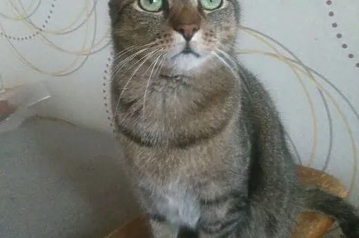 Rudy Garfield do adopcji!!!!,  łódzkie Łódź
