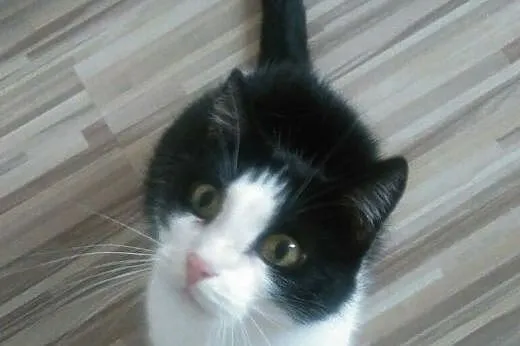 Rudy Garfield do adopcji!!!!,  łódzkie Łódź