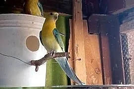 Papugi