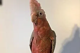 Kakadu Różowe ręcznie karmione
