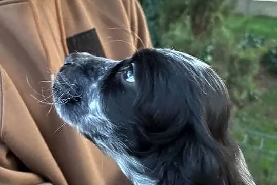 Cocker spaniel angielski