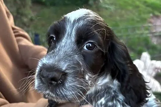 Cocker spaniel angielski, Wielkopolskie, Żelazków