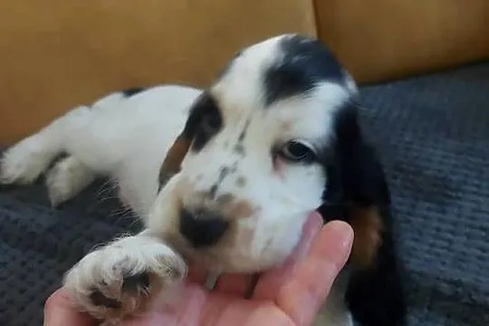 Cocker spaniel angielski, Wielkopolskie, Żelazków