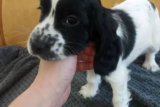 Cocker spaniel angielski, Wielkopolskie, Żelazków