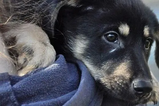 3 mies. pieszczoszka Hera szuka domu!,  mazowiecki