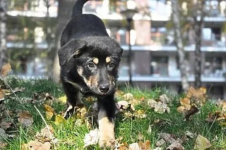 3 mies. pieszczoszka Hera szuka domu!,  mazowiecki