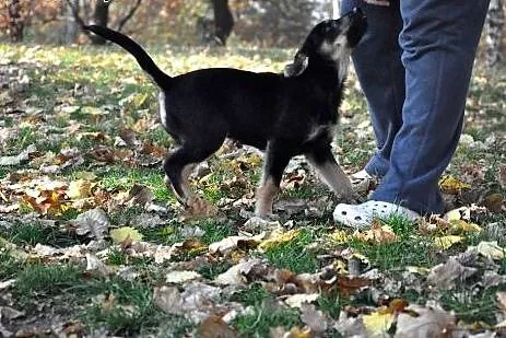 3 mies. pieszczoszka Hera szuka domu!,  mazowiecki