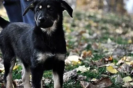 3 mies. pieszczoszka Hera szuka domu!,  mazowiecki