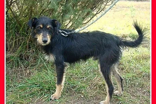 TERIK-dwuletni psiak w typie teriera, przyjazny,we