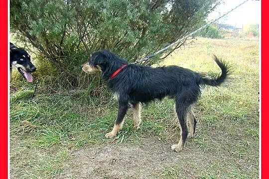 TERIK-dwuletni psiak w typie teriera, przyjazny,we
