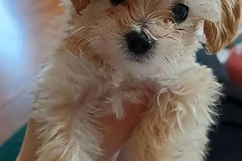 Maltipoo śliczne sunie i piesek miniaturowy