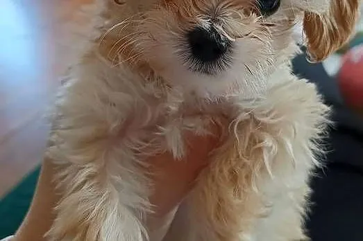 Maltipoo śliczne sunie i piesek miniaturowy, Lubelskie, Opole Lubelskie