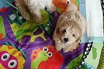 Maltipoo śliczne sunie i piesek miniaturowy, Lubelskie, Opole Lubelskie