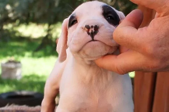 Szczenięta Dog Argentyński Dogo Argentino, Nowe Miasto Lubawskie