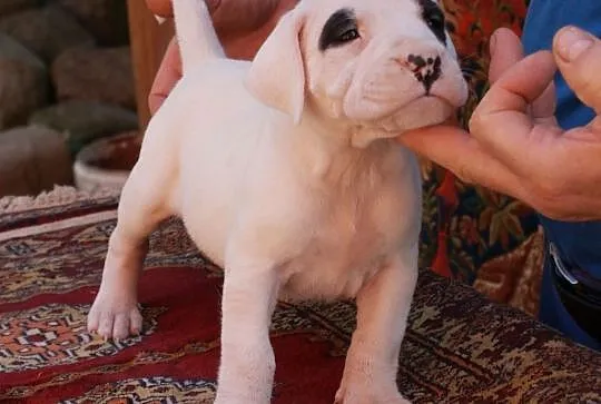 Szczenięta Dog Argentyński Dogo Argentino, Nowe Miasto Lubawskie