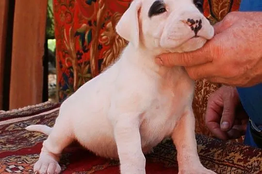 Szczenięta Dog Argentyński Dogo Argentino, Nowe Miasto Lubawskie