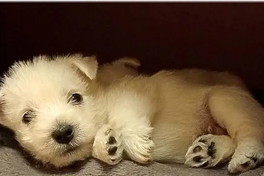 ZKwP FCI West Highland White Terrier | westie 2025