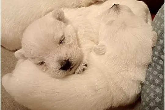 ZKwP FCI West Highland White Terrier | westie 2025, Śląskie, Częstochowa